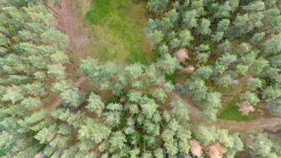 aerial view of woods with a dirt path through it